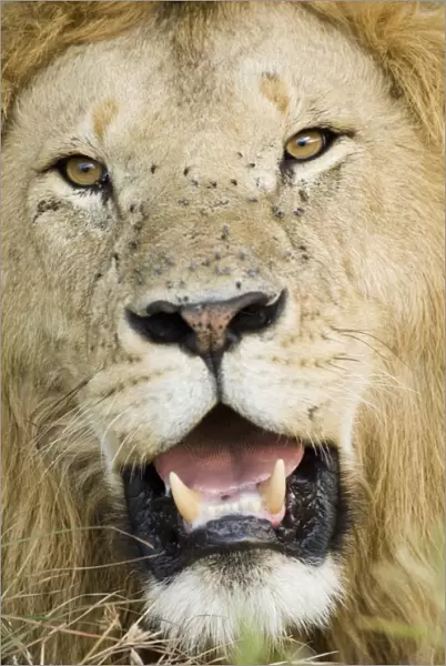 Lion (Panthera leo) adult male, close-up of head, with flies on face, Masai Mara, Kenya
