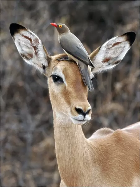 Red-billed Oxpecker (Buphagus erythrorhynchus) Adult on head of Impala antelope, Samburu, Kenya