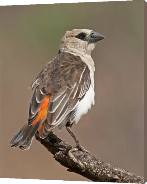 White-headed Buffalo Weaver (Dinemellia dinemelli) adult, perched on branch, Kenya