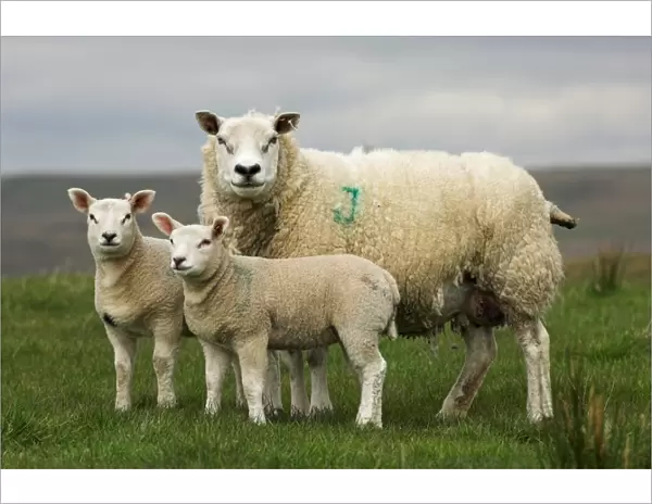 Domestic Sheep, Beltex x Texel ewe, with Beltex sired lambs, England