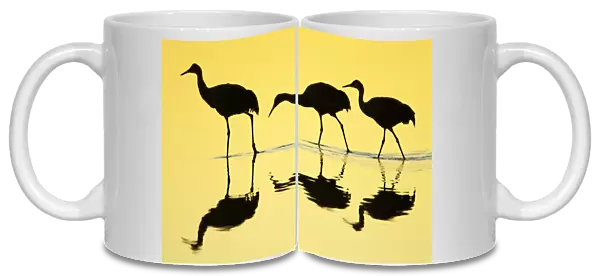 Sandhill Crane (Grus canadensis) three, walking in water with reflections, silhouetted at dawn