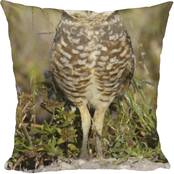 Burrowing Owl (Speotyto cunicularia) adult, standing, Marco Island, Florida, U. S. A