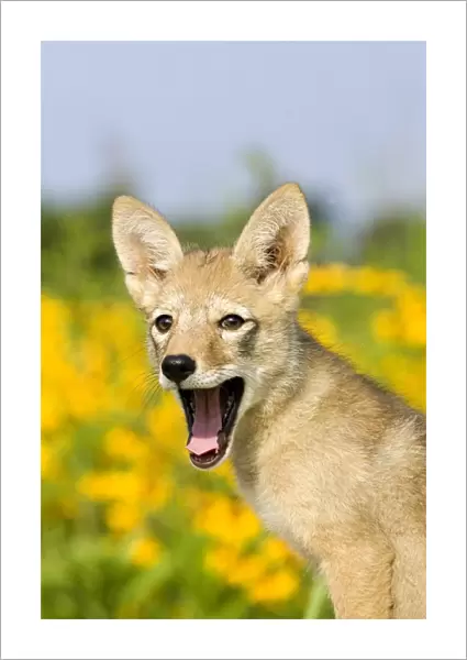 Coyote (Canis latrans) two-month old pup, yawning, close-up of head, U. S. A