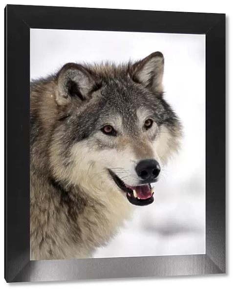 Grey Wolf (Canis lupus) adult, close-up of head, in snow, Montana, U. S. A. winter (captive)