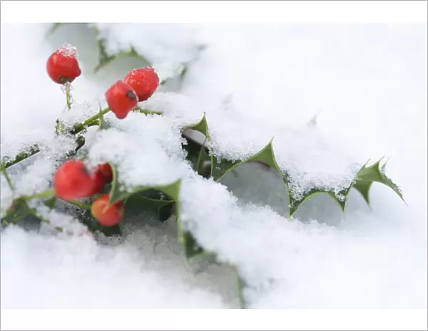 European Holly (Ilex aquifolium) close-up of leaves and berries, covered with snow, England, winter