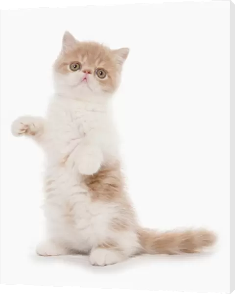 Domestic Cat, Exotic Shorthair, cream and white kitten, standing on hind legs