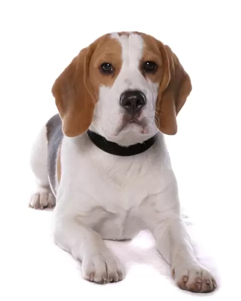 Domestic Dog, Beagle, adult male, with collar, laying