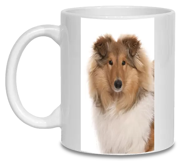 Domestic Dog, Rough Collie, puppy, close-up of head