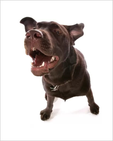 Domestic Dog, Chocolate Labrador Retriever, puppy, barking, wide-angle