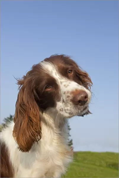 Domestic Dog, English Springer Spaniel, adult, close-up of head, with head tilted, England, april