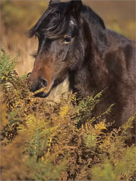 Dartmoor Pony, adult, close-up of head, amongst bracken, Dartmoor, Devon, England, october