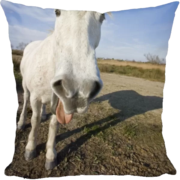 Camargue Horse, adult, with tongue sticking out, Saintes Marie de la Mer, Camargue, Bouches du Rhone, France