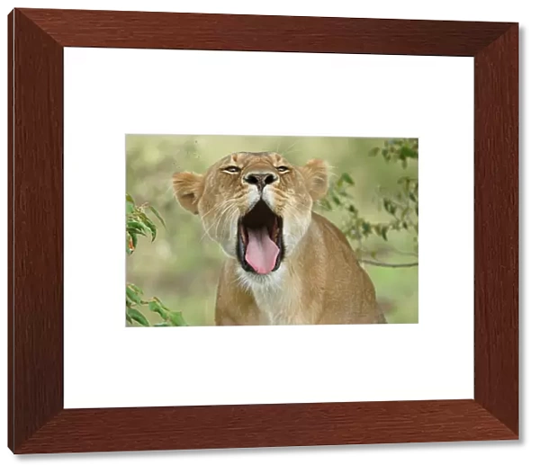 Lion (Panthera leo) adult female yawning, mouth wide open, Masaii Mara, Kenya