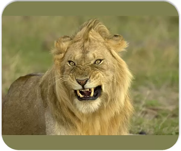 Lion (Panthera leo) adult male, close-up of head, snarling, Masai Mara, Kenya