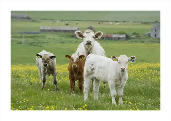 Domestic Cattle, beef cow with three calves, standing in pasture with flowering buttercups, Mainland, Orkney, Scotland, june