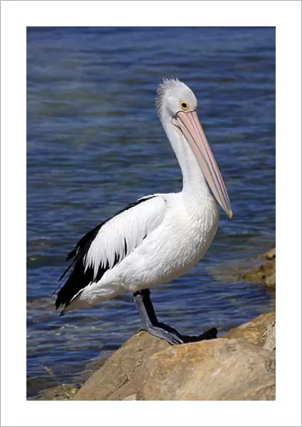 Australian Pelican (Pelecanus conspicillatus) adult, standing on rock beside sea, Kingscote, Kangaroo Island