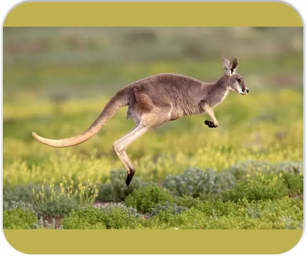 Red Kangaroo (Macropus rufus) adult, jumping over low vegetation, Sturt N. P. New South Wales, Australia