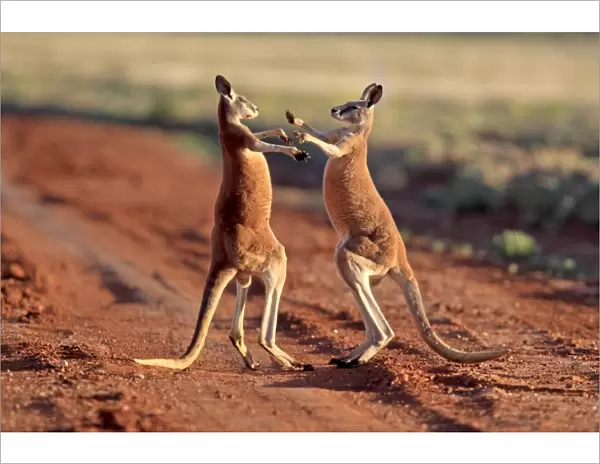 Red Kangaroo (Macropus rufus) two adult males, fighting on dirt track, Sturt N. P. New South Wales, Australia