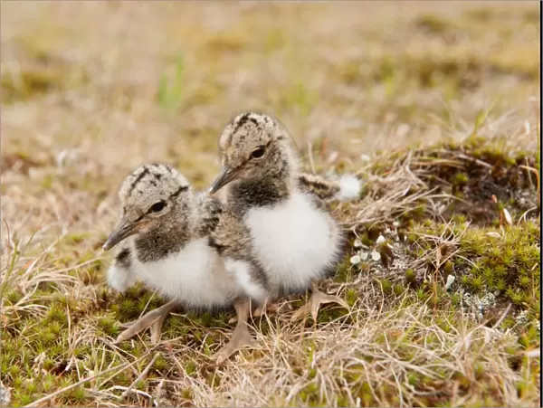 Eurasian Oystercatcher (Haematopus ostralegus) two day-old chicks, sitting near nest in ploughed breckland, Norfolk, England, may