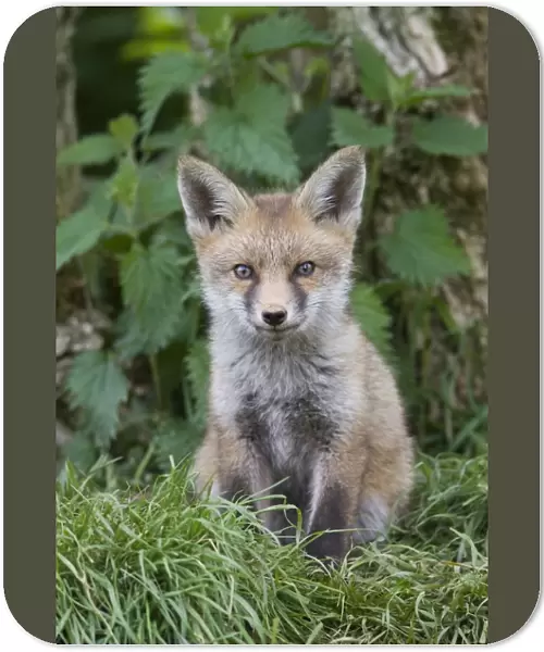 European Red Fox (Vulpes vulpes) cub, sitting near den under hedgerow, Oxfordshire, England, may