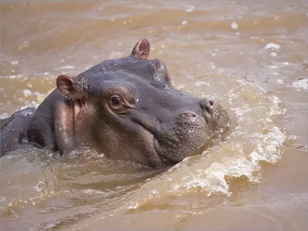 Hippopotamus (Hippopotamus amphibius) young, close-up of head, in water, Masai Mara, Kenya