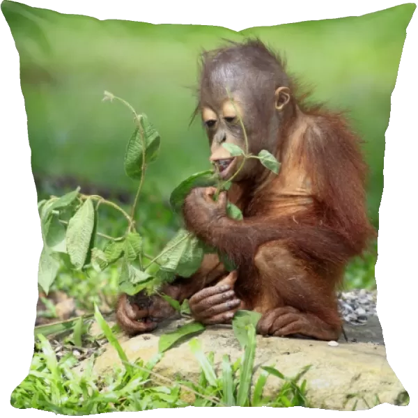Bornean Orang-utan (Pongo pygmaeus) young, feeding on leaves, sitting on ground (captive)