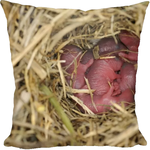 Wood Mouse (Apodemus sylvaticus) newborn young in nest, Oxfordshire, England, june