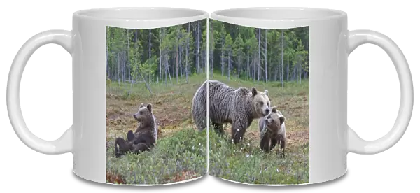 European Brown Bear (Ursus arctos arctos) adult female, with two cubs, in bog habitat, Northeast Finland