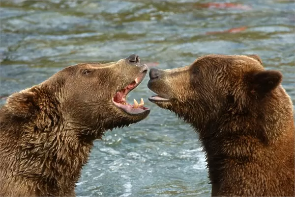 Brown Bear (Ursus arctos) Two growling at each other in river - Alaska, U. S. A