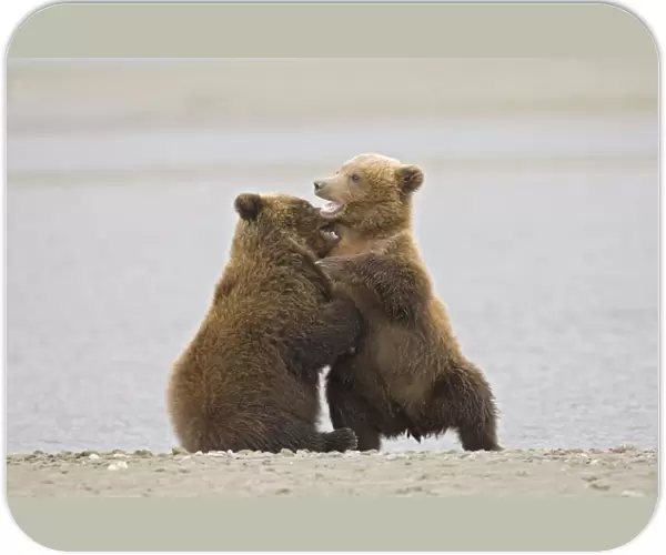 Grizzly Bear (Ursus arctos) two cubs, play-fighting beside water, Alaska, U. S. A