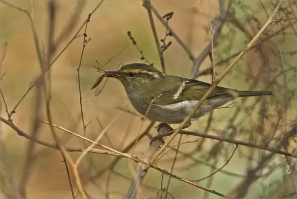 Pallass Warbler (Phylloscopus proregulus) adult, with cranefly prey in beak, perched on stem, Hebei, China, may