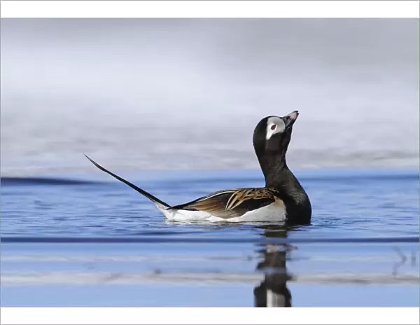 Long-tailed Duck (Clangula hyemalis) adult male, breeding plumage, with head raised in courtship display, swimming in arctic lake, Varanger, Norway, june