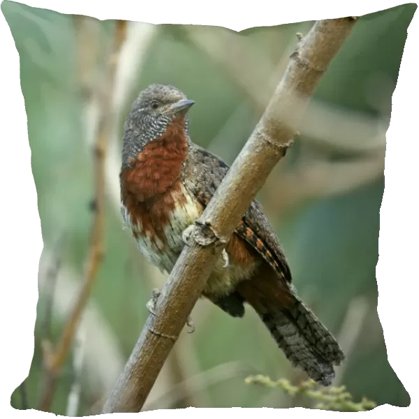 Rufous-necked Wryneck (Jynx ruficollis) adult, perched on branch, Awassa, Great Rift Valley, Ethiopia