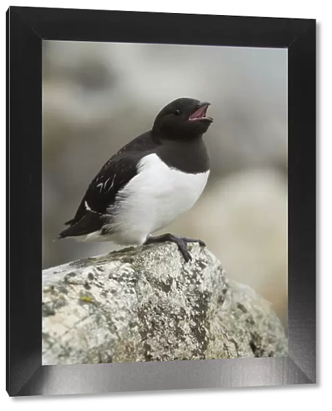 Little Auk (Alle alle) adult, summer plumage, calling, sitting on rock, Svalbard, july