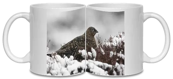 Red Grouse (Lagopus lagopus scoticus) adult female, standing amongst snow covered heather on moorland, Scotland, winter
