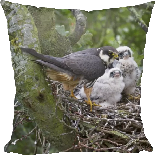 Eurasian Hobby (Falco subbuteo) adult female with chicks at nest, nesting in old crow nest in Oak (Quercus sp. ) tree, Shropshire, England, august