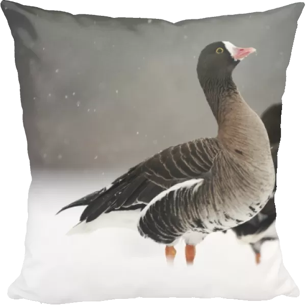Lesser White-fronted Goose (Anser erythropus) two adults, standing on snow during snowstorm, Slimbridge Wildfowl and Wetlands Trust, january (captive)