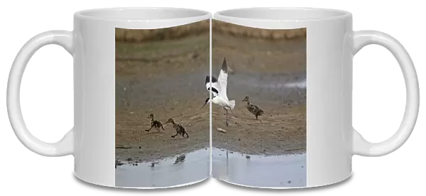 Eurasian Avocet (Recurvirostra avocetta) adult, in flight, chasing Mallard Duck (Anas platyrhynchos) ducklings, Minsmere RSPB Reserve, Suffolk, England, june