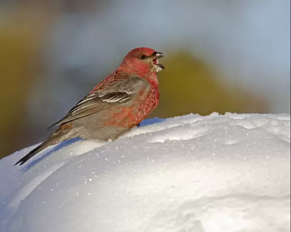 Pine Grosbeak (Pinicola enucleator) adult male, calling, standing on snow, Finnish Lapland, Finland, march