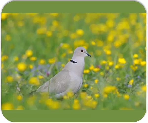 Eurasian Collared Dove (Streptopelia decaocto) adult, calling, standing amongst buttercups in field, Oxfordshire, England, may