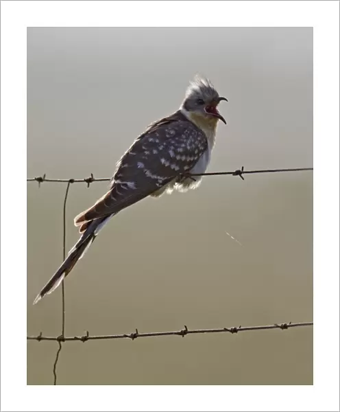 Great Spotted Cuckoo (Clamator glandarius) adult, with beak open, perched on barbed wire fence, Extremadura, Spain, april