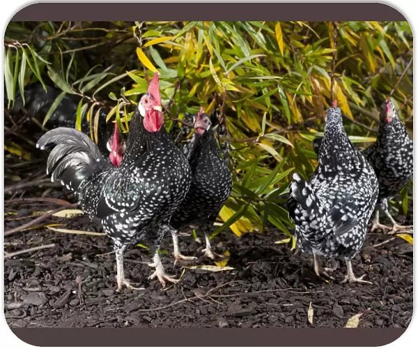 Domestic Chicken, Ancona cockerels and hens, standing, Whitewell, Lancashire, England, november
