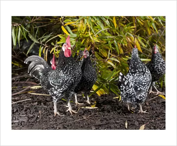 Domestic Chicken, Ancona cockerels and hens, standing, Whitewell, Lancashire, England, november