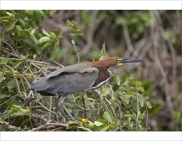 Rufescent Tiger-heron (Tigrisoma lineatum) adult, standing in tree, Pantanal, Mato Grosso, Brazil
