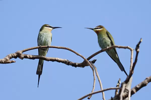 Madagascar Bee-eater (Merops superciliosus) adult pair, perched on twigs in gallery forest, Berenty Nature Reserve, Southern Madagascar, august