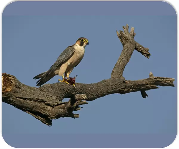 Lanner Falcon (Falco biarmicus) adult, feeding on prey in talons, perched on branch, Ethiopia