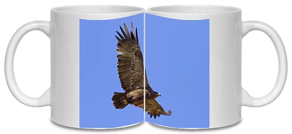 Steppe Eagle (Aquila nipalensis) adult, in flight, Northern India, january