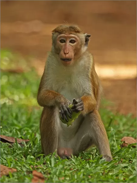 Toque Macaque (Macaca sinica) adult, feeding on fruit, sitting on ground, Sri Lanka, december