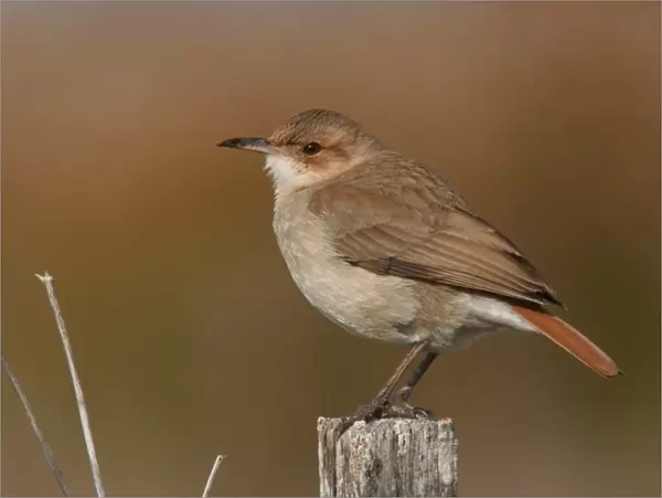 Rufous Hornero (Furnarius rufus) adult, perched on post, Rincon de Cobo, Buenos Aires, Argentina, august