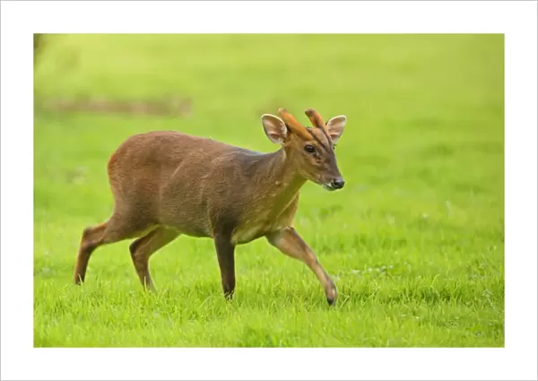 Chinese Muntjac (Muntiacus reevesi) introduced species, immature male, walking in grassy field, Norfolk, England, september